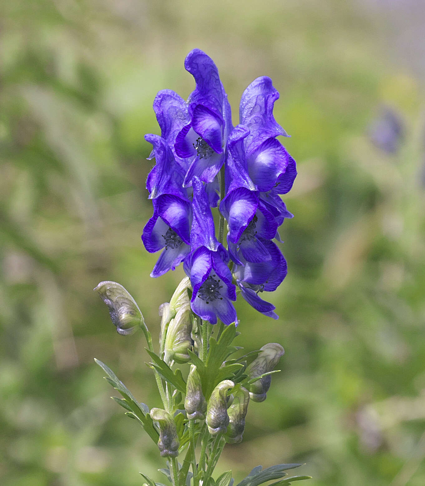 Imagem de Aconitum japonicum subsp. maritimum (Nakai ex Tamura & Namba) Y. Kadota