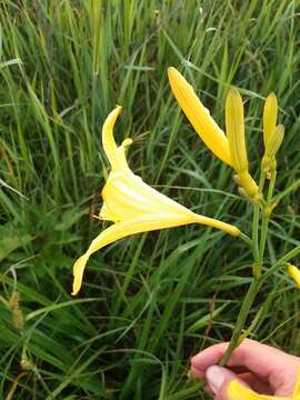 Imagem de Hemerocallis lilioasphodelus L.