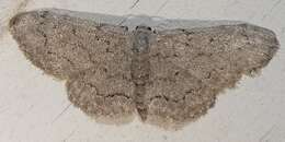 صورة Idaea violacearia Walker 1861