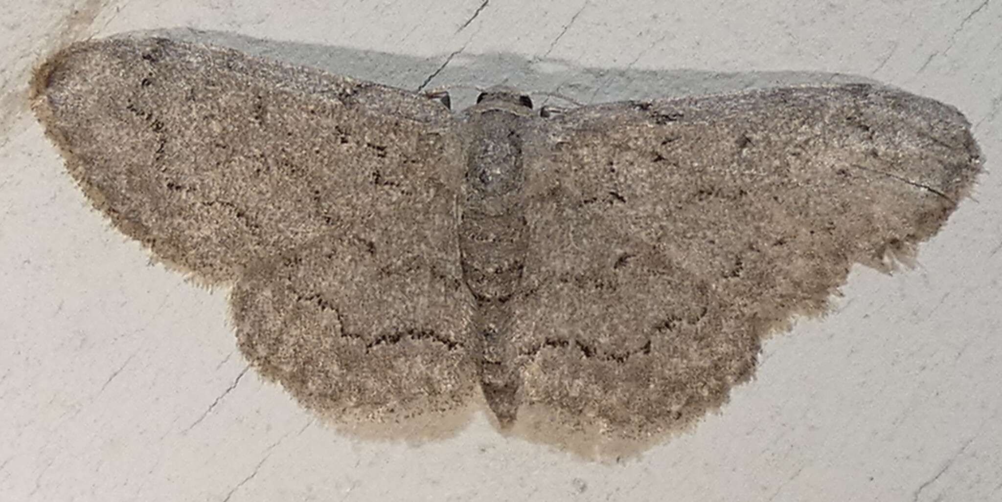 Image of Idaea violacearia Walker 1861