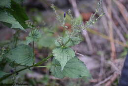 Strobilanthes attenuatus (Jacq. ex Nees) Nees resmi