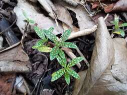 Coptosperma borbonicum (Hend. & Andr. Hend.) De Block resmi