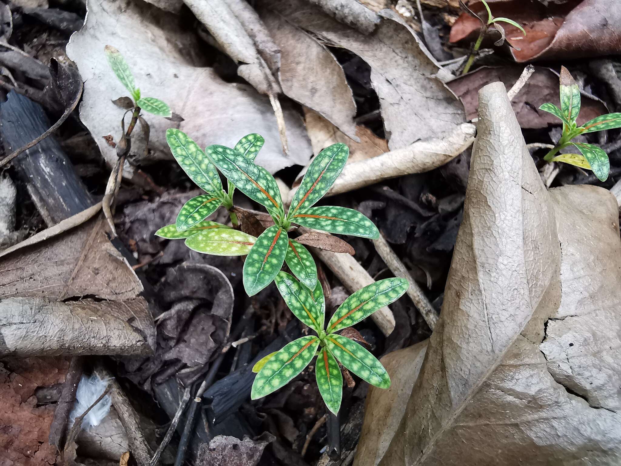 Coptosperma borbonicum (Hend. & Andr. Hend.) De Block resmi