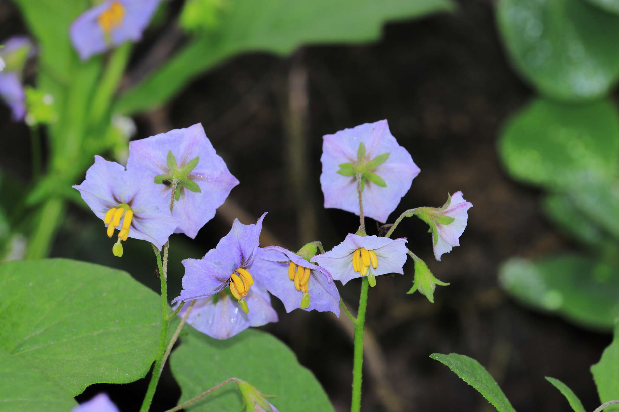 Image of Solanum montanum L.