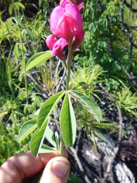 Plancia ëd Hypocalyptus coluteoides (Lam.) R. Dahlgren