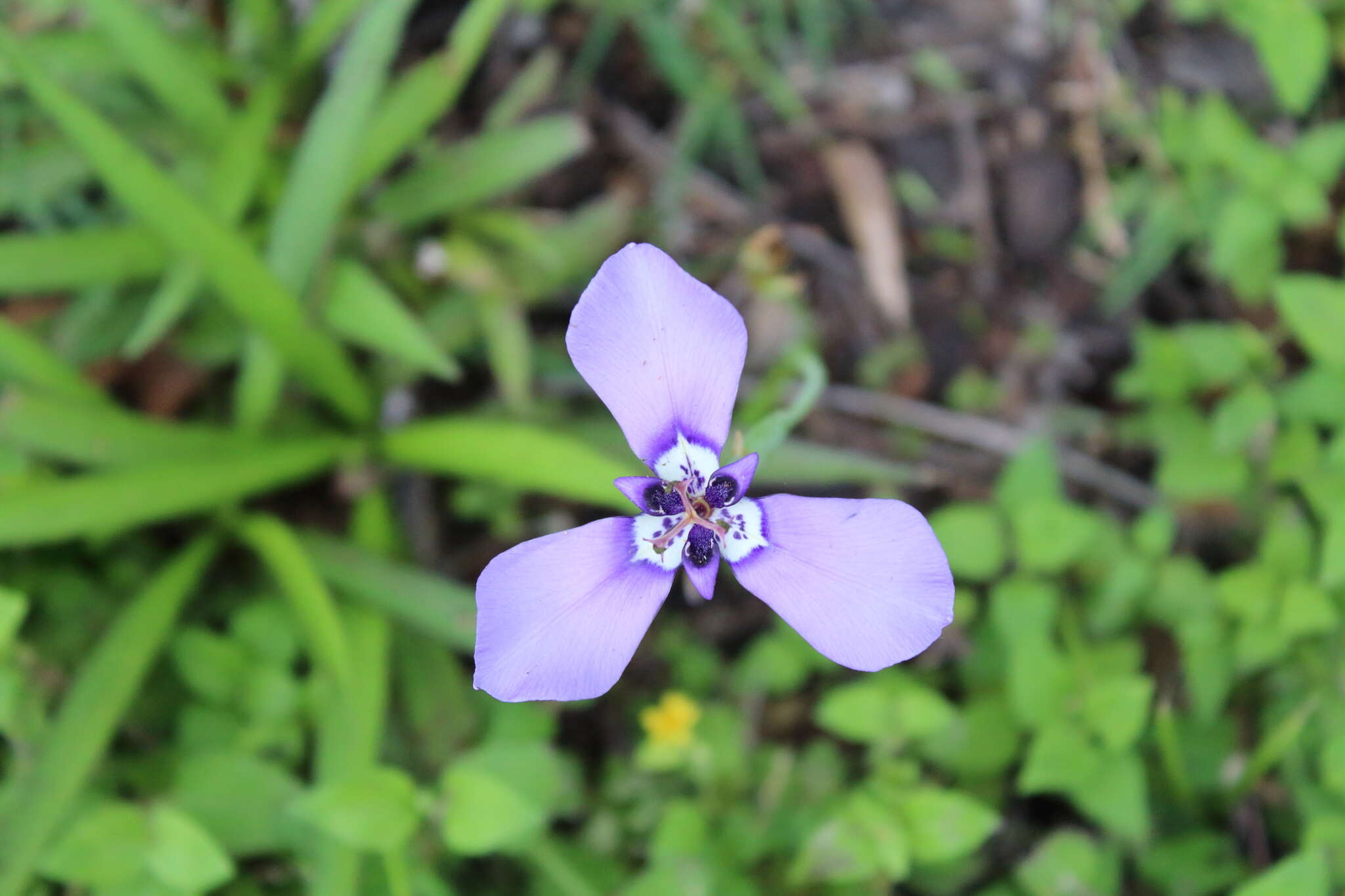 Image of Herbertia lahue (Molina) Goldblatt