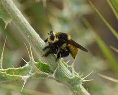 صورة Mallophora fautrix Osten Sacken 1887