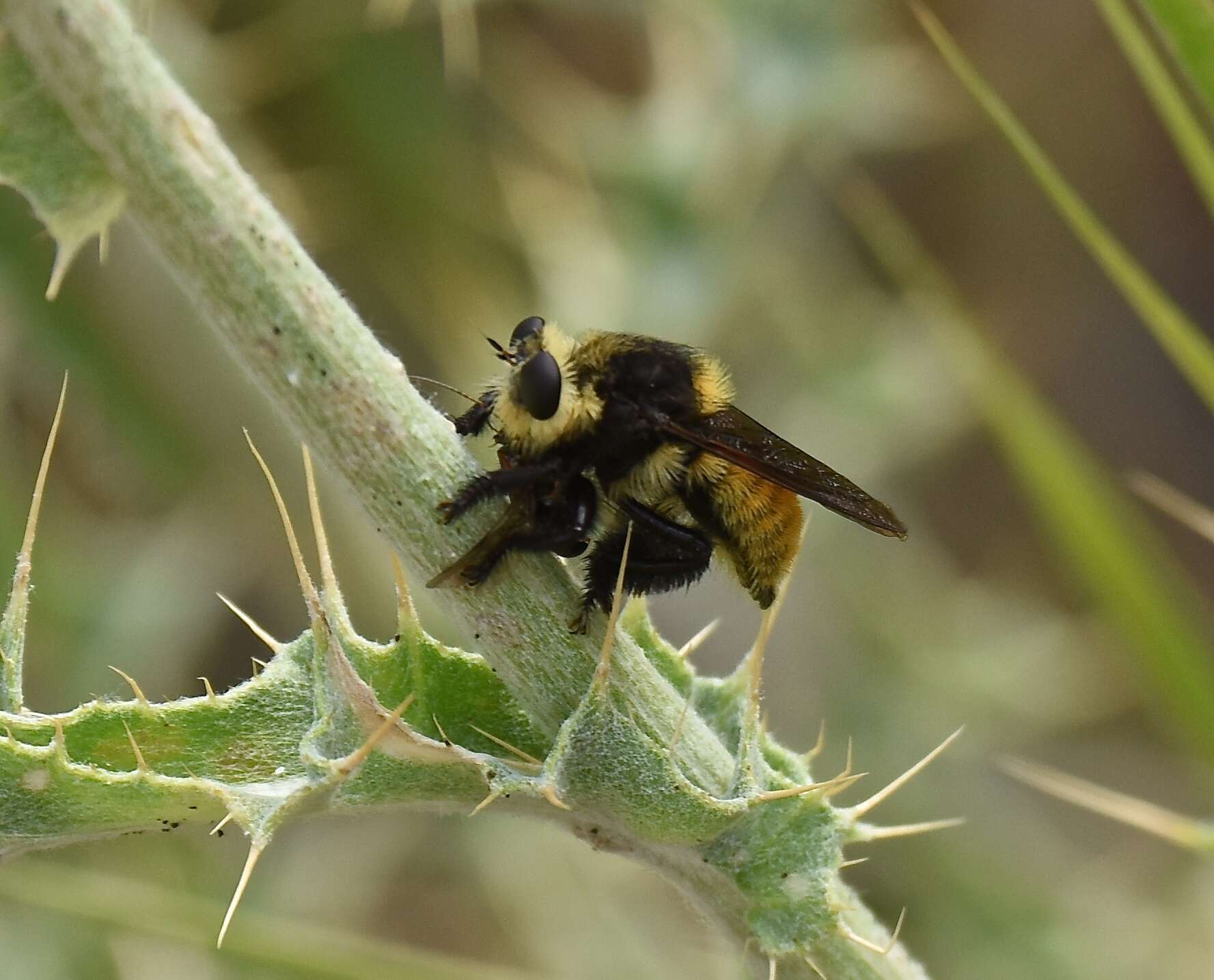 صورة Mallophora fautrix Osten Sacken 1887