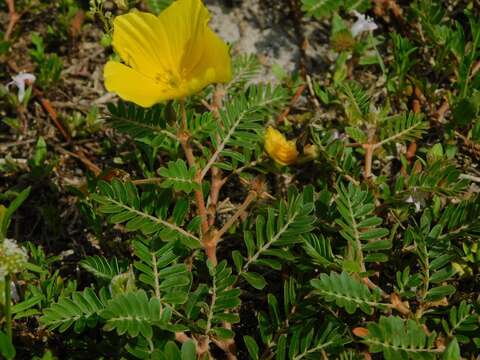 Image de Tribulus cistoides L.