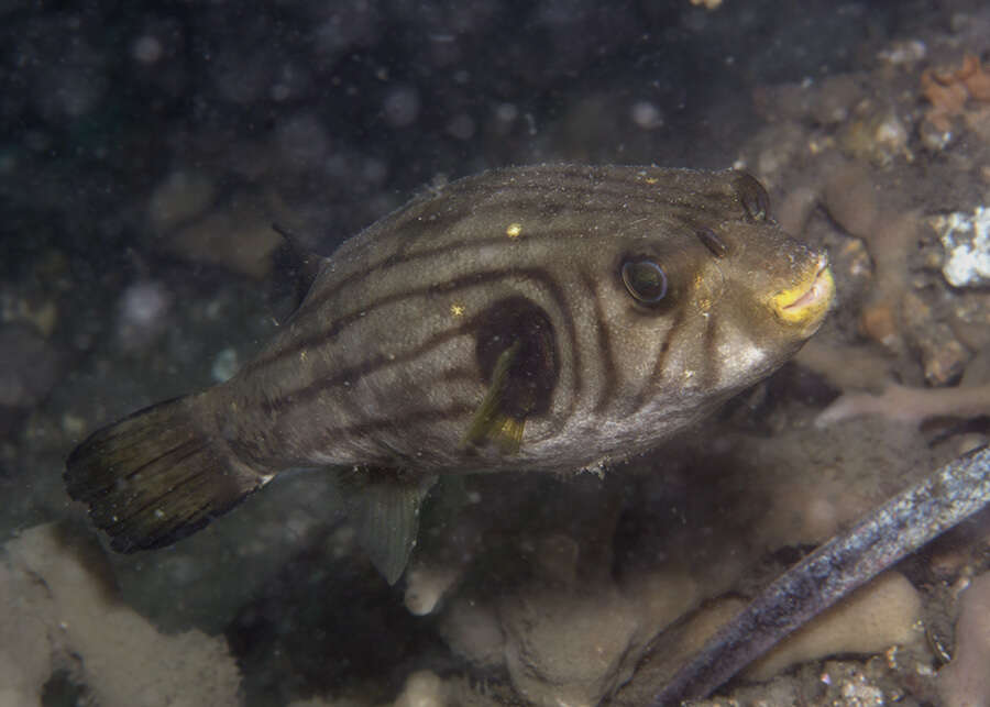 Image of Narrow-lined Puffer