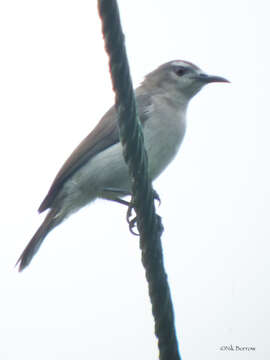 Image of Brown Sunbird