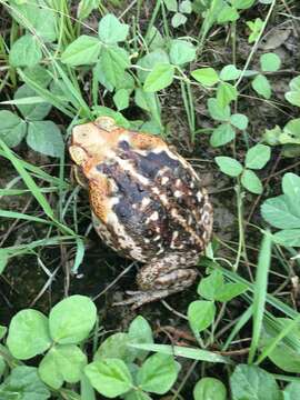 Image of Cururu Toad