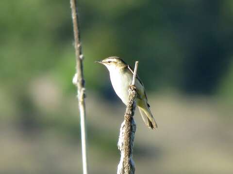 Image of Sedge Warbler