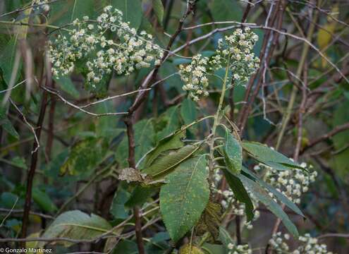 Image of Dendrophorbium bomanii (R. E. Fr.) C. Jeffrey