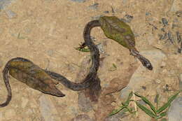 Image of Gaige's Pine Forest Snake