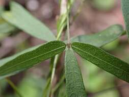 Imagem de Glycine microphylla Tindale