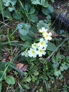 Image of Primrose