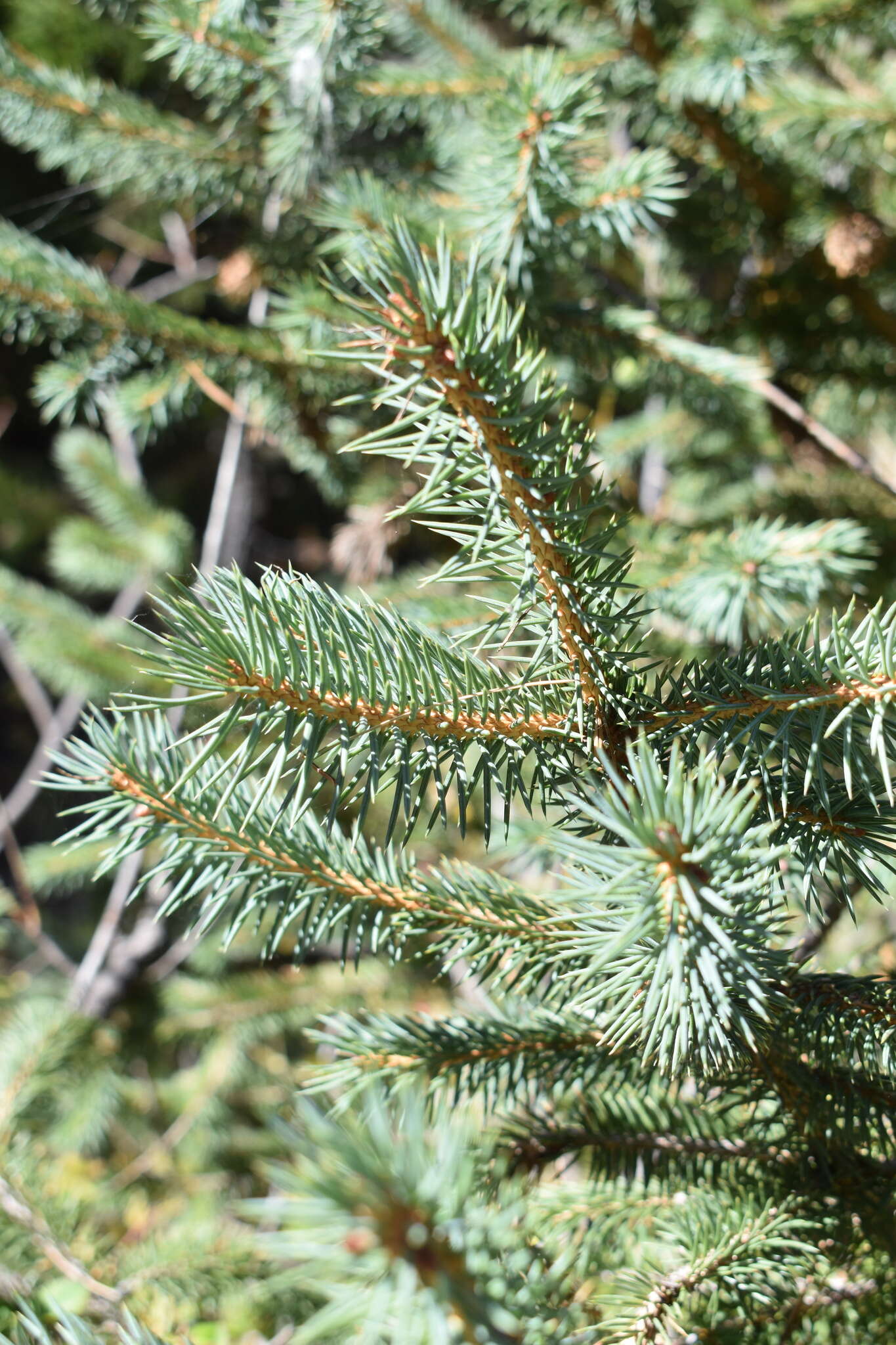 Image of Chihuahua Spruce