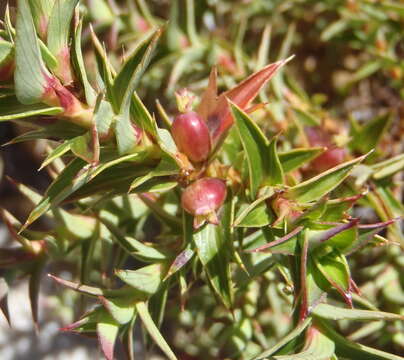 Image of Cliffortia ilicifolia var. cordifolia (Lam.) Harv.