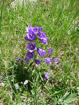 Image of Campanula orbelica Pancic