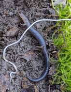 Image of Northern Ravine Salamander