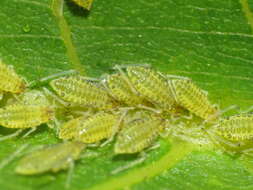 Image of Aphid