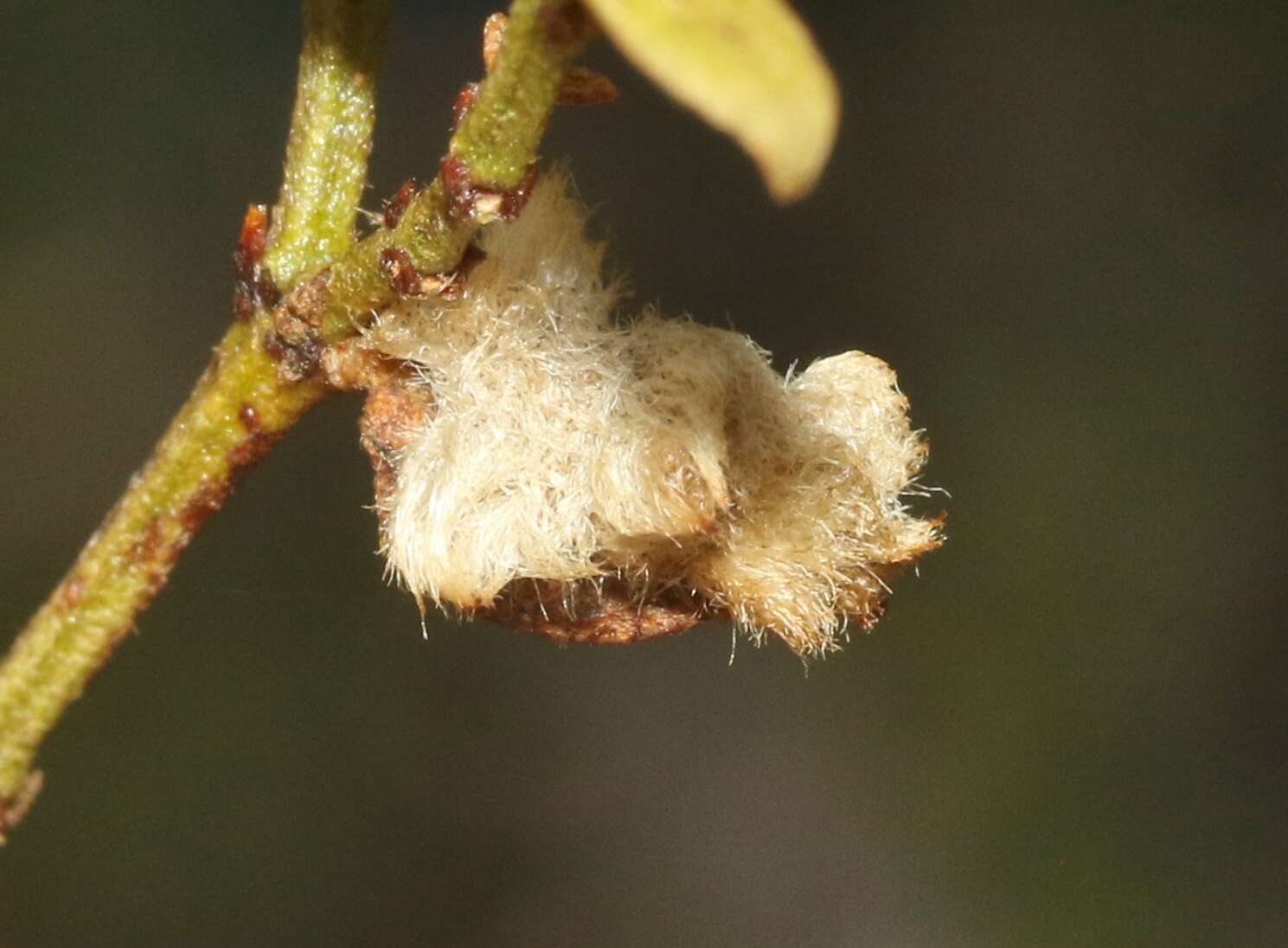 Image of Asphondylia villosa Gagne 1990