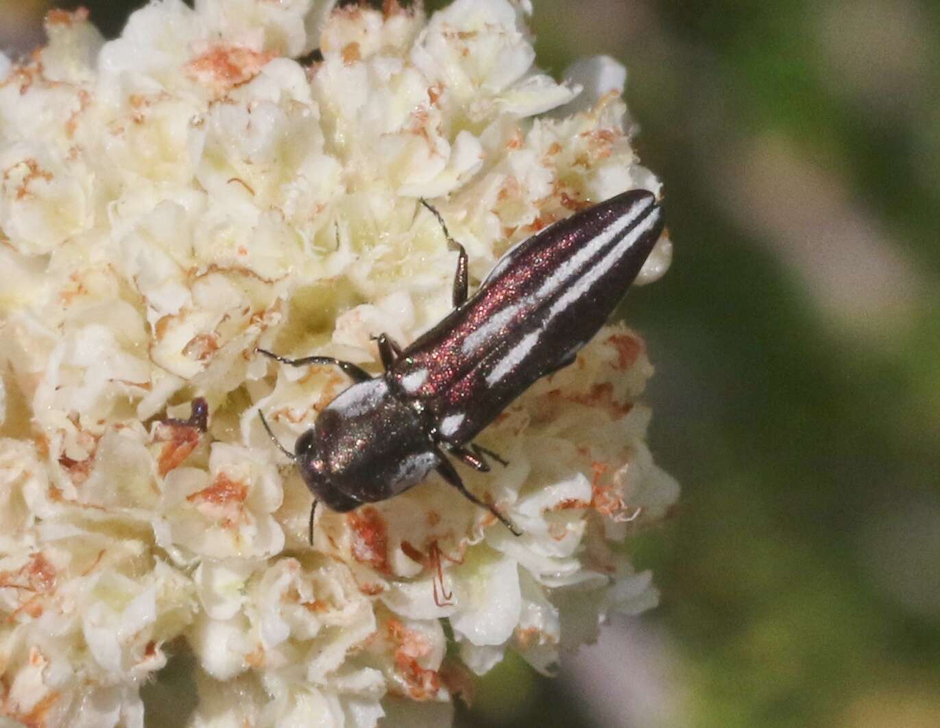 Image of Agrilus blandus Horn 1891