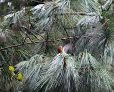 Peucedramus Coues 1875的圖片