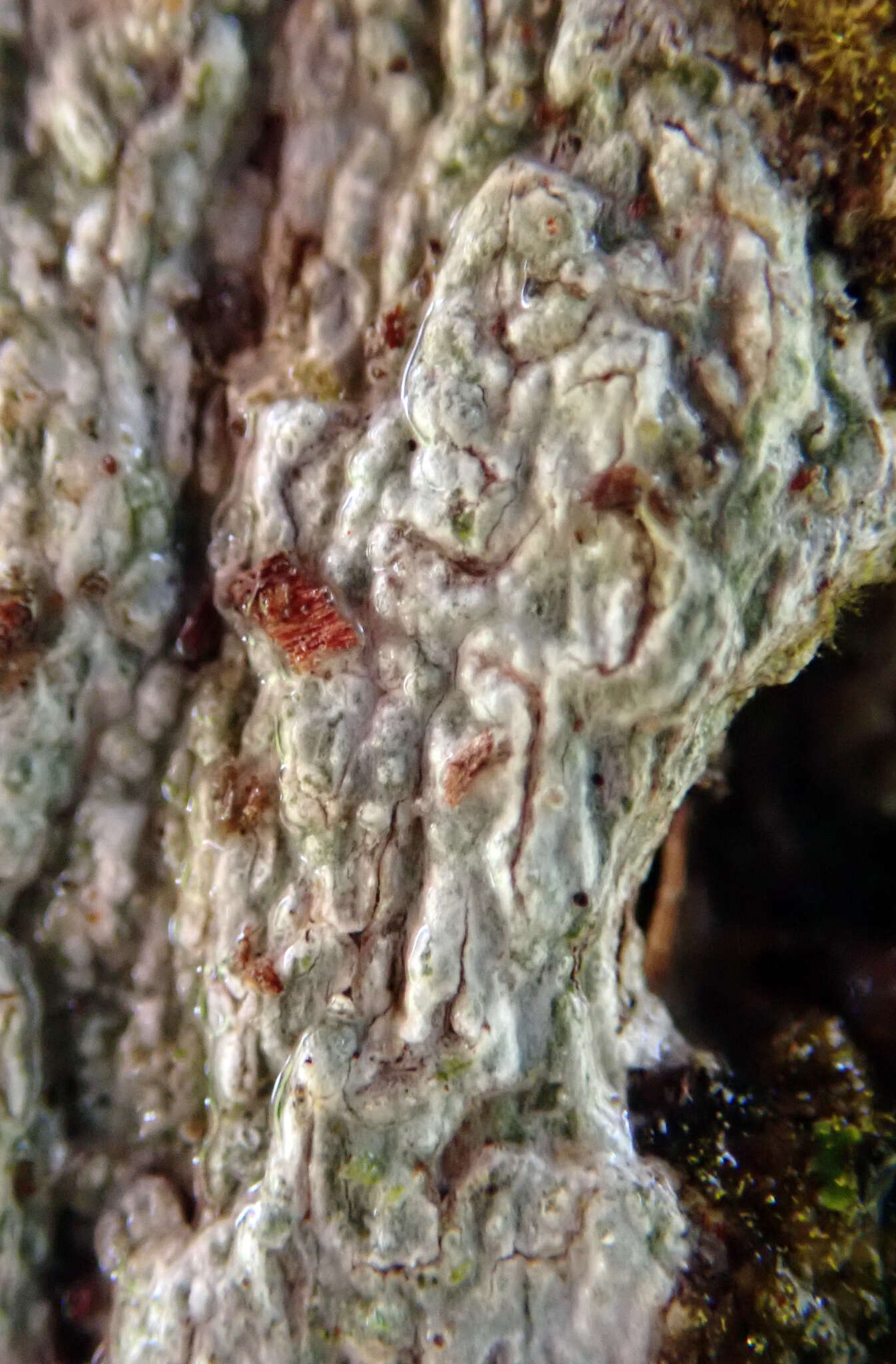Sivun Fissurina triticea (Nyl.) Staiger kuva