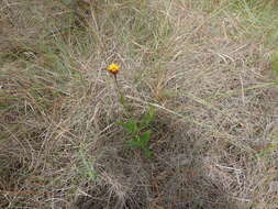 Image of Chapman's Crownbeard