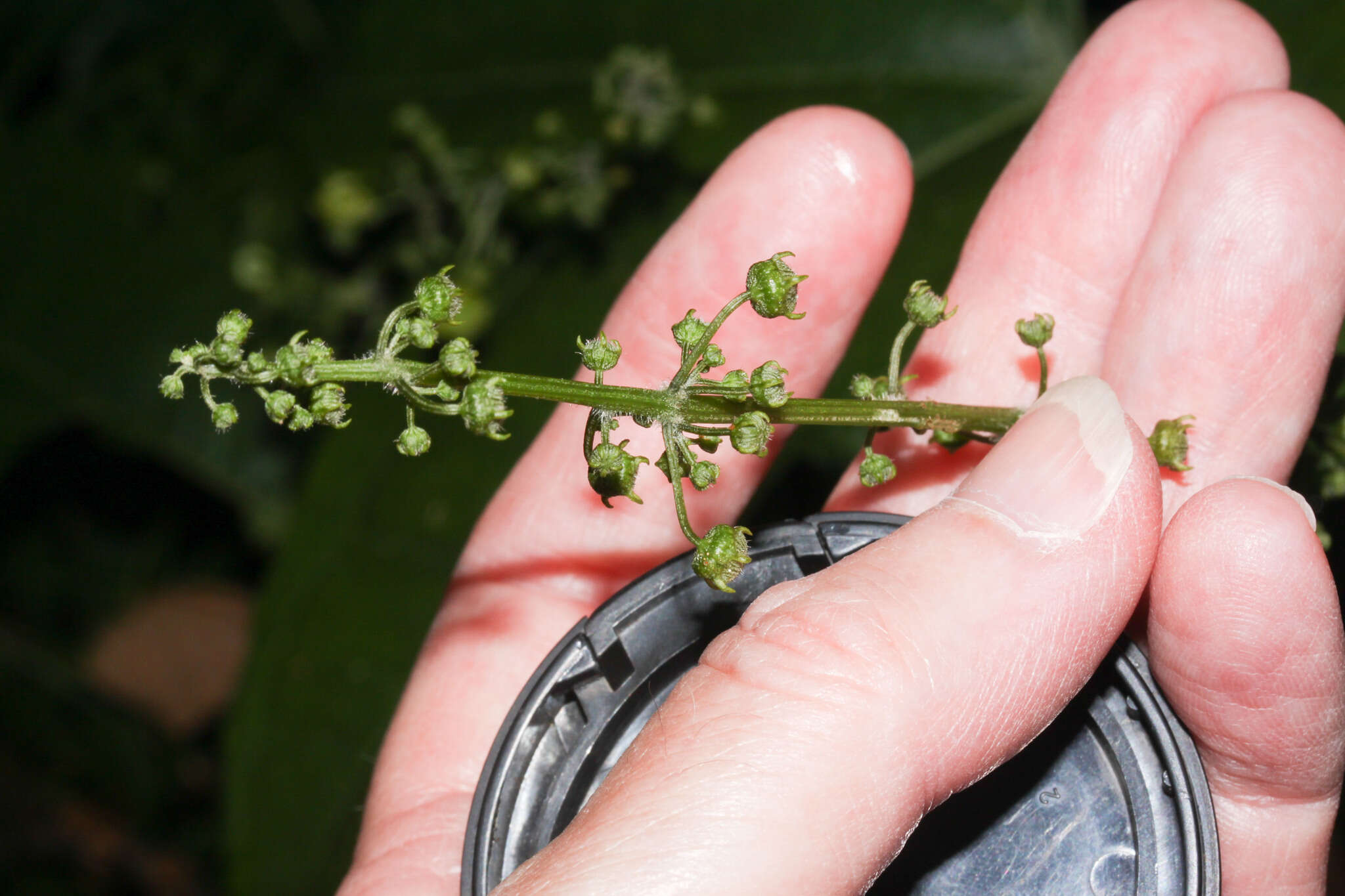 Plancia ëd Sechium pittieri (Cogn.) C. Jeffrey