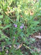 Image of slender false pennyroyal