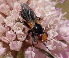 Melanosoma bicolor (Meigen 1824)的圖片