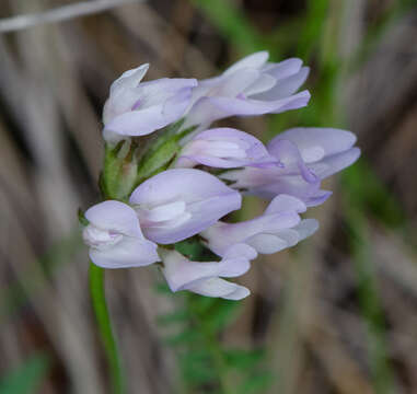 Слика од Astragalus agrestis Douglas ex Hook.