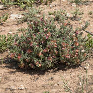 Image of Top-fruit Bluebush