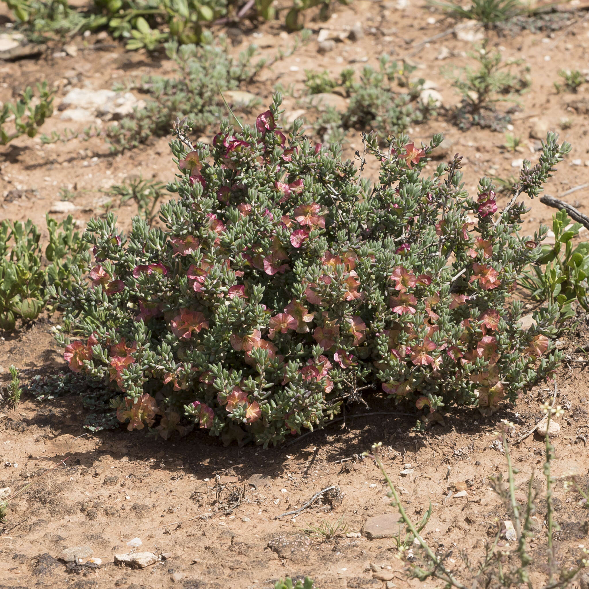 Image of Top-fruit Bluebush