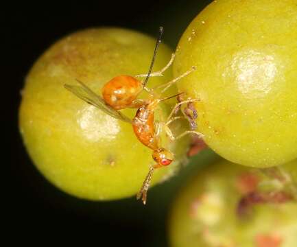 Image of Seed chalcid wasp