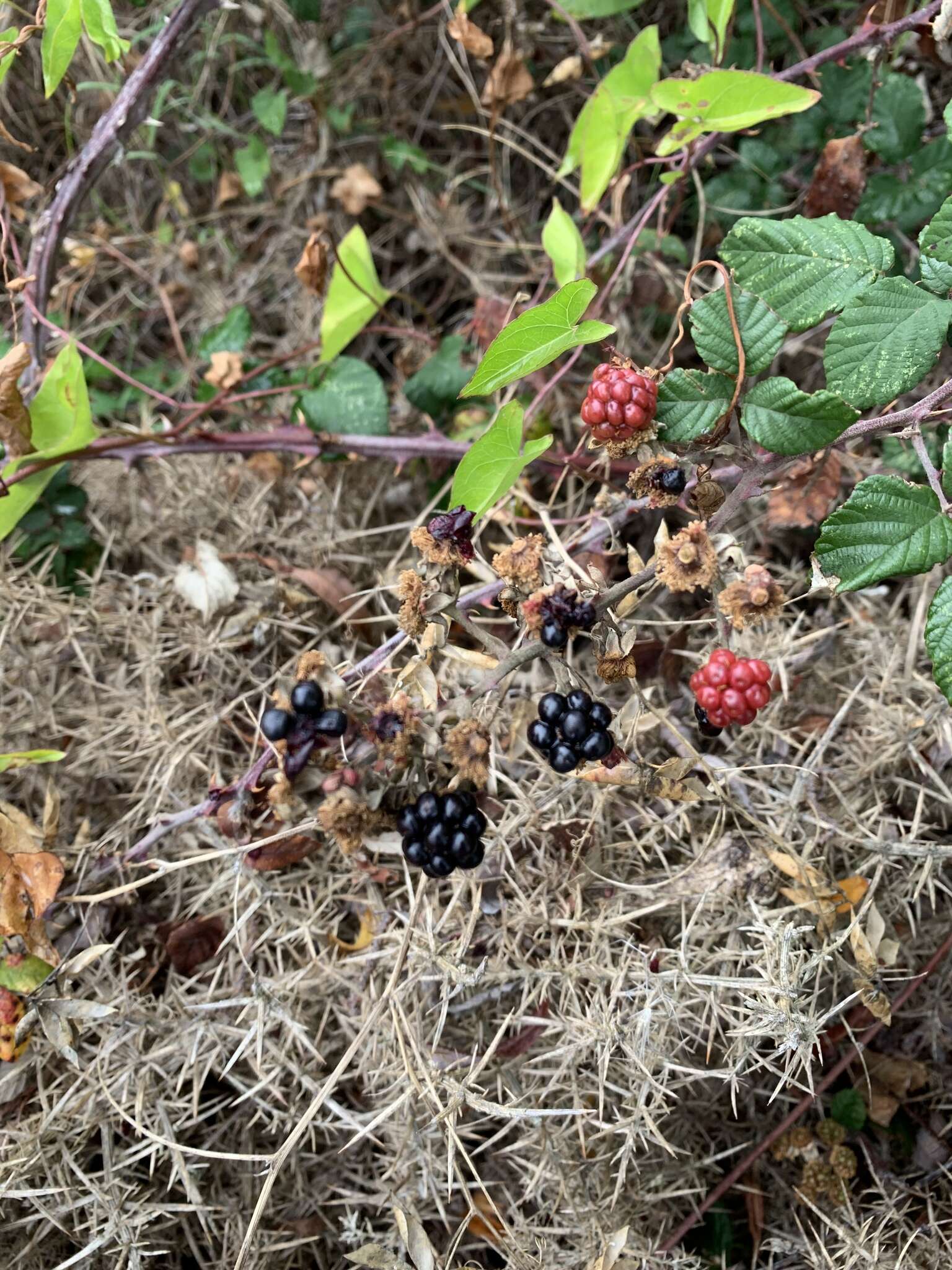 Rubus cochinchinensis Tratt. resmi