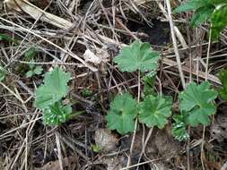 Image of Alchemilla baltica Sam. ex Juz.