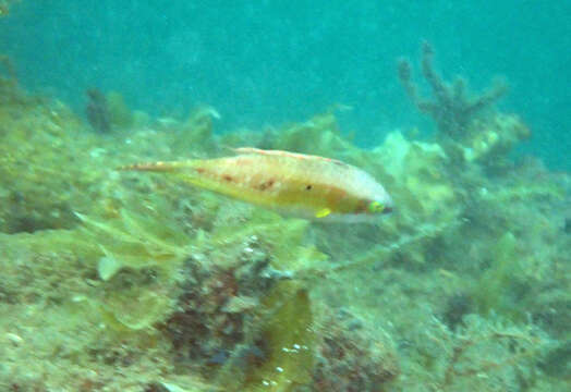 Image of Twospot wrasse