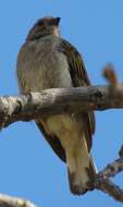 Image of Lesser Honeyguide