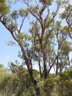 Image of Eucalyptus staeri Maiden ex Kessell & C. A. Gardner