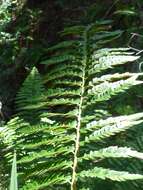 Plancia ëd Polystichum californicum (D. C. Eat.) Diels