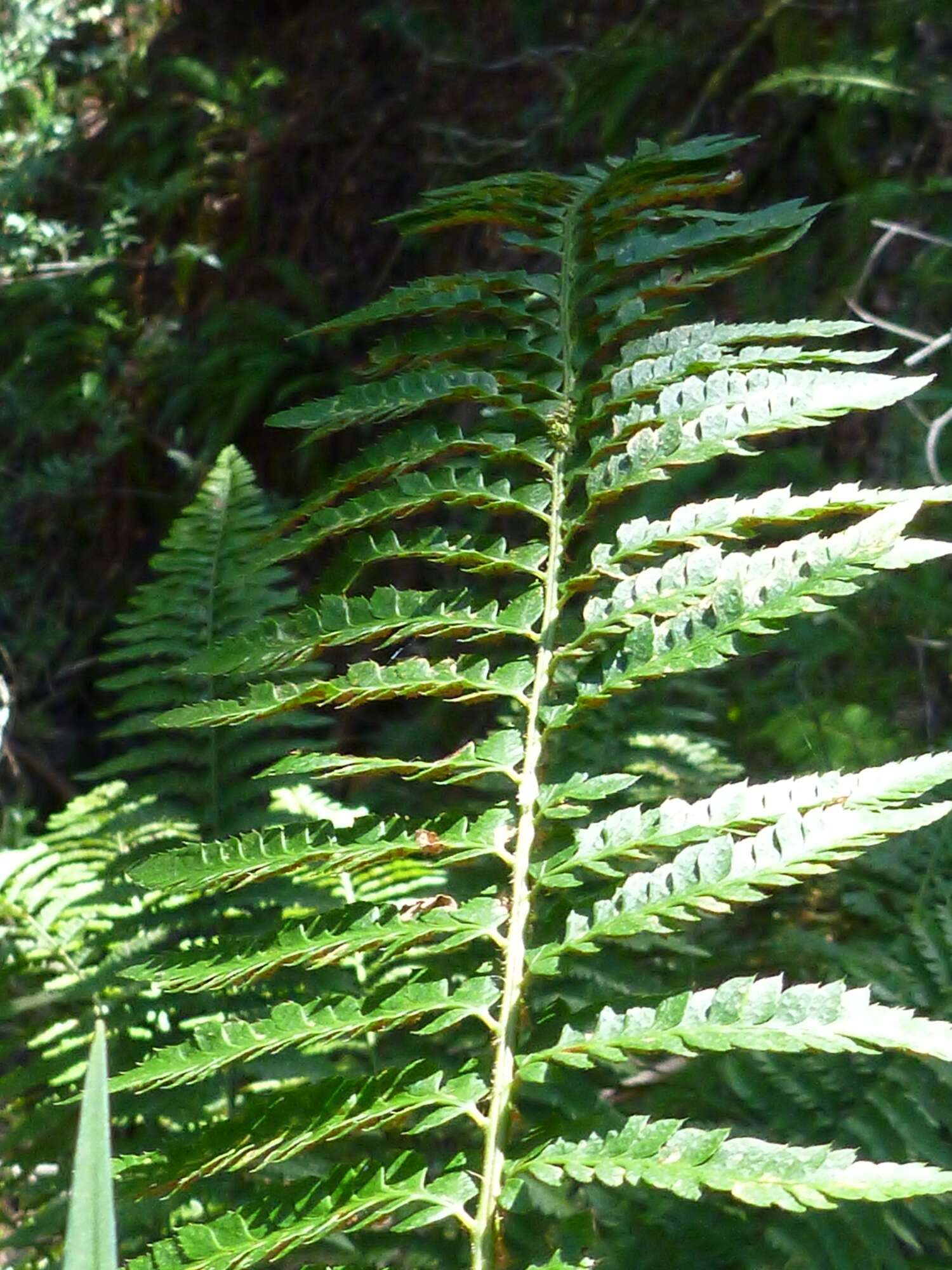 Plancia ëd Polystichum californicum (D. C. Eat.) Diels