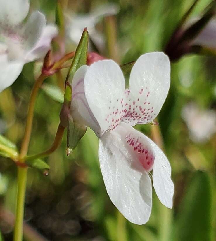 Image de Collinsia sparsiflora var. collina (Jepson) Newsom