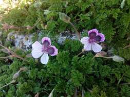 Sivun Erodium glandulosum (Cav.) Willd. kuva