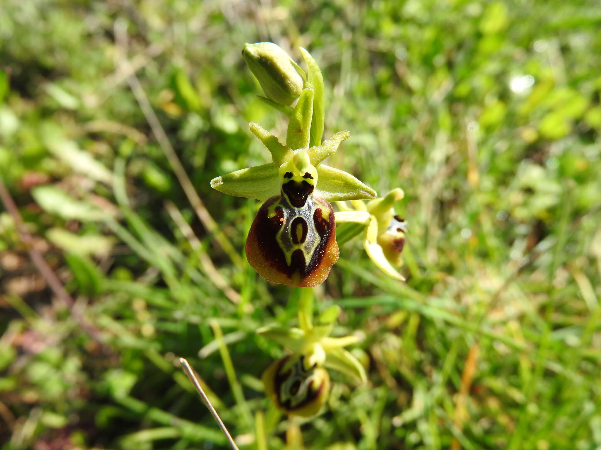 Image of Ophrys sphegodes subsp. aesculapii (Renz) Soó ex J. J. Wood