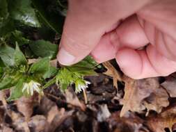 Image of Tennessee starwort