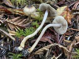 Image of Inocybe fuscodisca (Peck) Massee 1904